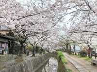 Philosopher’s Path in Bloom: Kyoto’s Most Serene Sakura Stroll