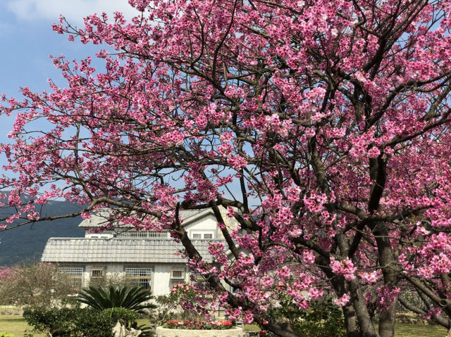 Yangmingshan Cherry Blossoms: Taipei’s Mountain Floral Wonderland