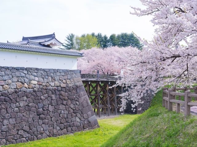 Kasumigaoka Park Sakura | Yamagata's Castle Ruins in a Blossom Sea