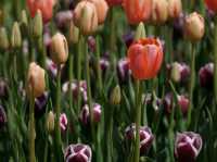 Tulip Festival in Korea