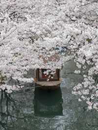 Must-Visit Kansai Cherry Blossom Routes: It's About More Than Just the Blossoms 🌸