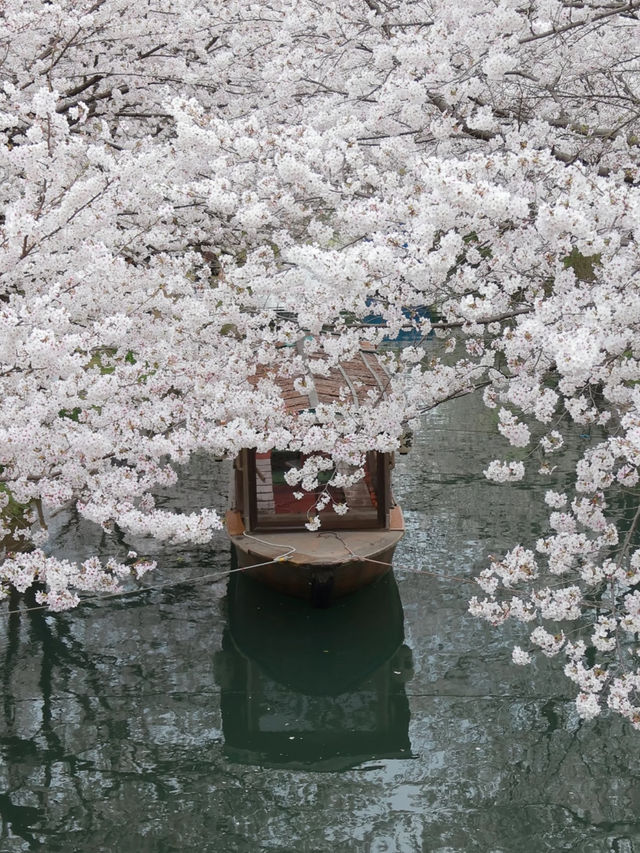 Must-Visit Kansai Cherry Blossom Routes: It's About More Than Just the Blossoms 🌸
