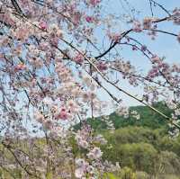 A Late Bloom Drive Through Byeonggok Village's Weeping Cherry Blossom Road