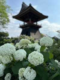 【埼玉】あじさい寺として親しまれていて鐘楼堂の梵鐘と紫陽花とのショットが有名