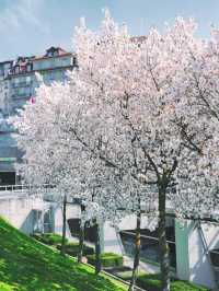 Lausanne | Flon’s Cherry Blossom Slope — Like Walking into an Anime Scene