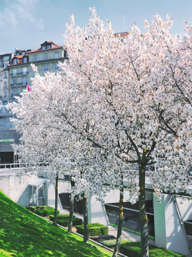 Lausanne | Flon’s Cherry Blossom Slope — Like Walking into an Anime Scene