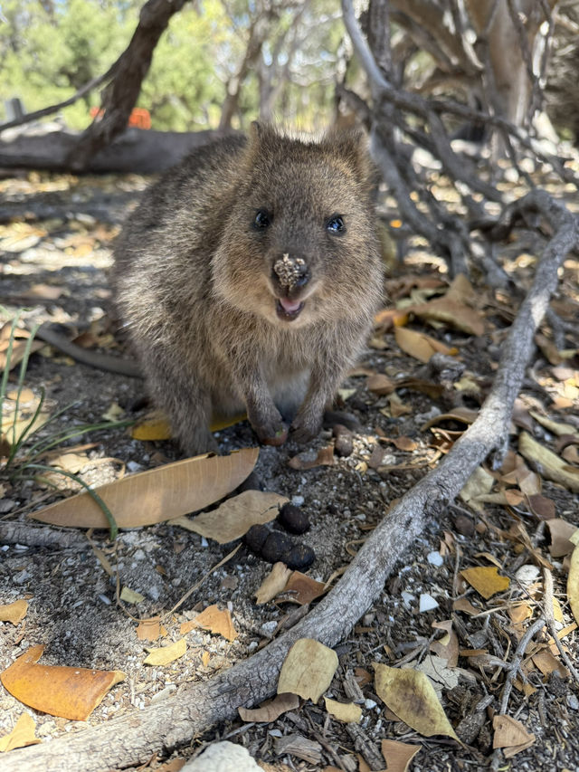 澳洲珀斯必去一日遊景點-羅特尼斯島（Rottnest Island）