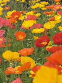 足利フラワーパーク🌼四季折々の絶景が楽しめる癒しスポット🪻💐