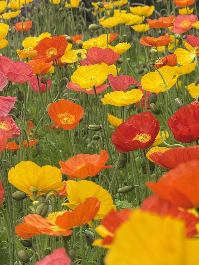 足利フラワーパーク🌼四季折々の絶景が楽しめる癒しスポット🪻💐