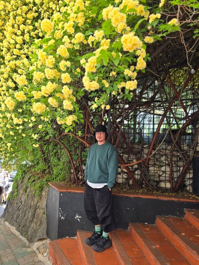이번 연휴 꼭 가야할 대구 목향장미 명소