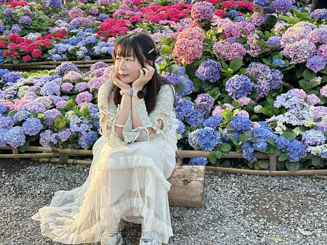 台北大安森林公園の繡球花仙境｜免費打卡＋偶遇松鼠小驚喜🐿️