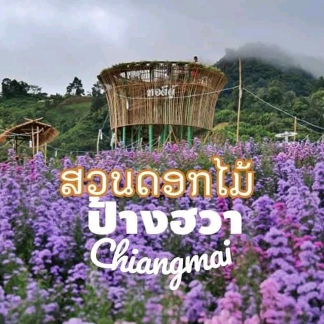 สวนดอกไม้ ป้างฮวา 🌺 l เชียงใหม่