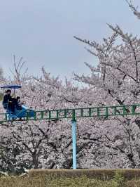 A Blossoming Oasis: Sakura Viewing at Hachinohe Park, Aomori