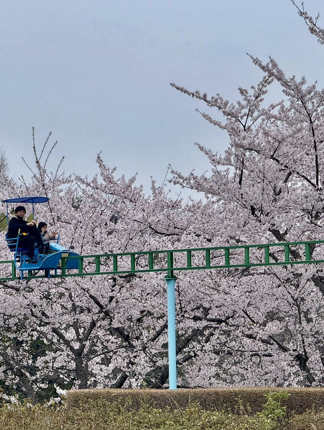 A Blossoming Oasis: Sakura Viewing at Hachinohe Park, Aomori