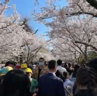 Cherry Blossom Dreams at Qingdao’s Zhongshan Park