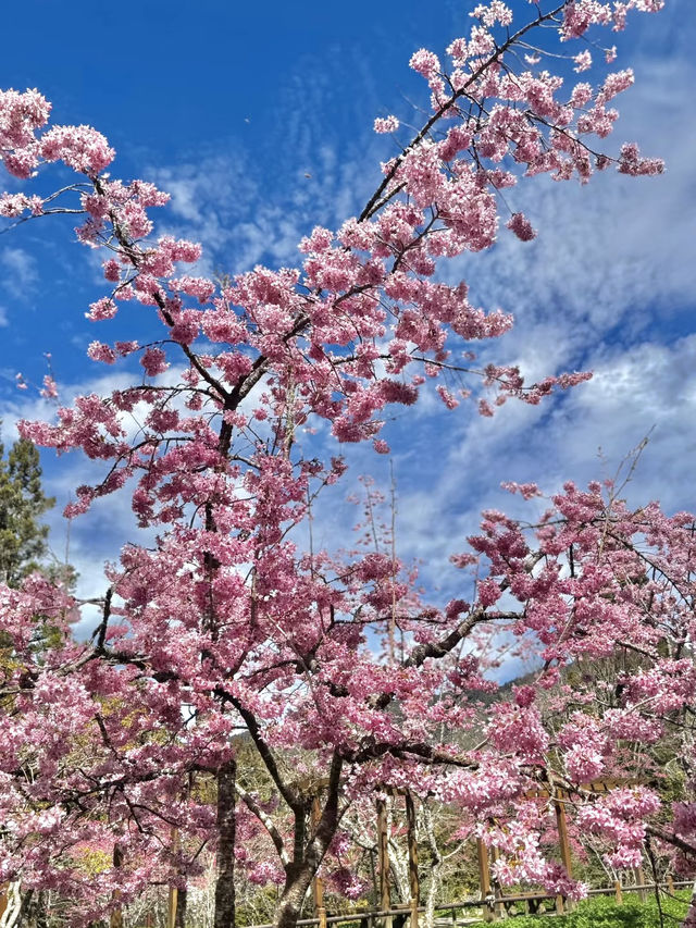 雲海與櫻雪交織的春日奇景：阿里山櫻花季🌸