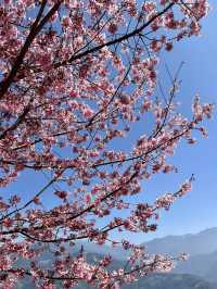 粉櫻綻放山之巔：清境春日限定風景⛰️