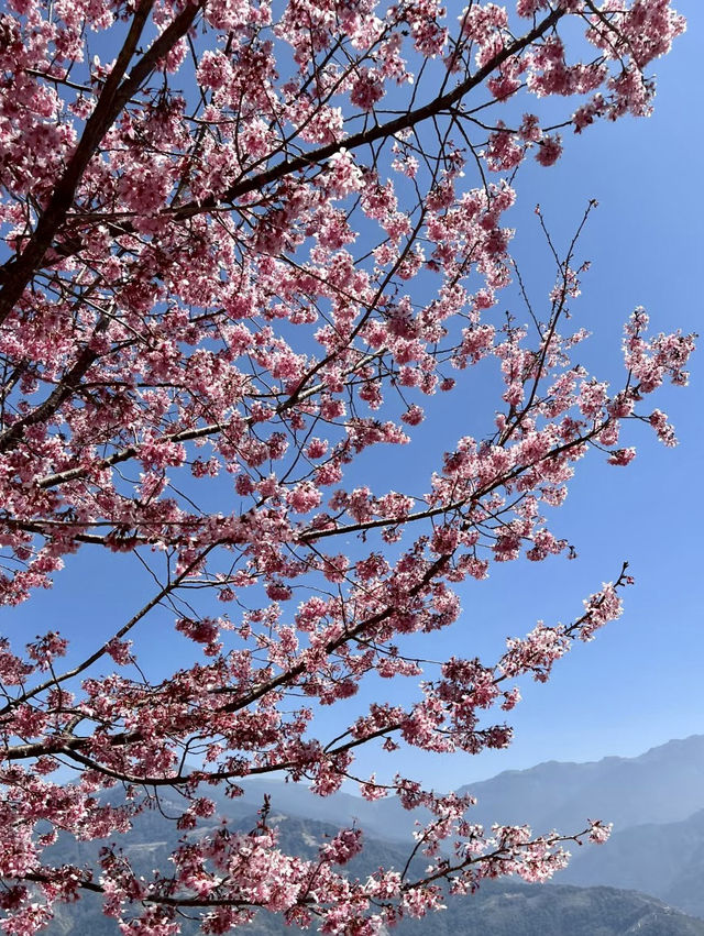 粉櫻綻放山之巔：清境春日限定風景⛰️
