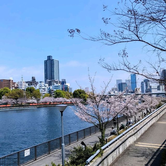 Cherry Blossoms Right in the Middle of Osaka