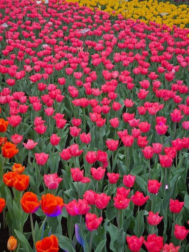 維多利亞公園鮮花任賞
