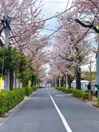 Discover the Pulse of Japan