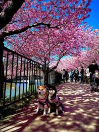 Kawazu Cherry Blossom Festival: Early Spring Magic