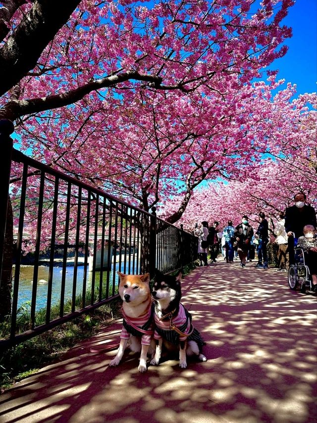 Kawazu Cherry Blossom Festival: Early Spring Magic