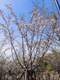 Blossoms Between Icons: Spring Awakens at Shanghai Expo Cultural Park