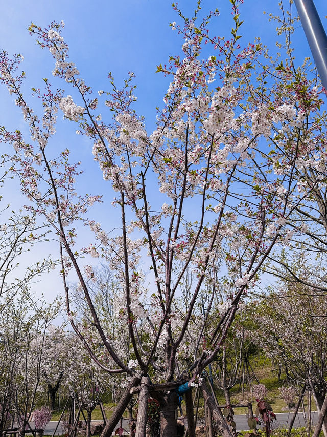 Blossoms Between Icons: Spring Awakens at Shanghai Expo Cultural Park
