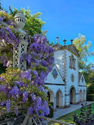 The Spring Petals in Bloom – Bodnant Garden, Nr Talycafn, Conwy