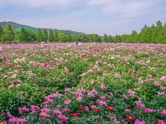 꽃바다 속 산책 - 합천 핫들생태공원 작약꽃밭