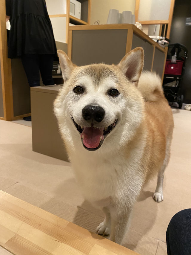 【日本🇯🇵京都】🐶と楽しむ京都