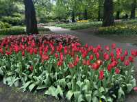 Keukenhof ทุ่งทิวลิปแดนดินสรวงสวรรค์