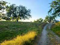 Giants of the Forest: Exploring Sequoia National Park