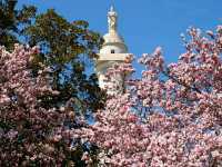 Skyward Tribute: The Washington Monument
