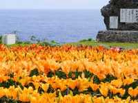【沖縄県】海と100万輪のテッポウユリが絶景！「伊江島ゆり祭り」