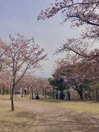 경주 벚꽃 명소들 🌸