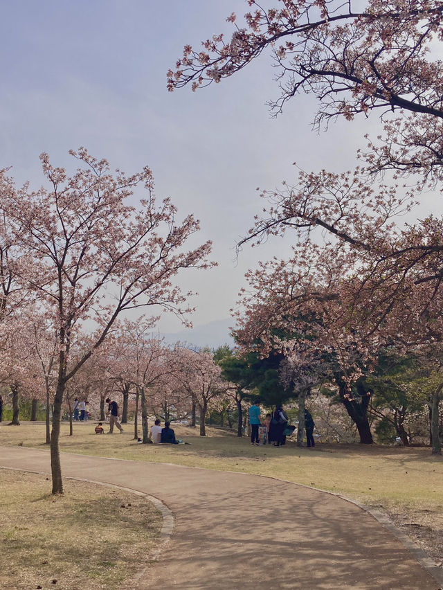 경주 벚꽃 명소들 🌸