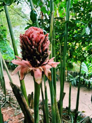 Nature Garden 75 – A sensory journey through Sri Lanka's spice garden.