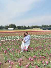 🇰🇷濟州春季限定🌷鬱金香花海