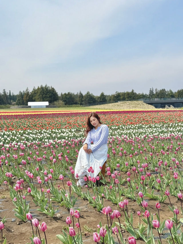 🇰🇷濟州春季限定🌷鬱金香花海