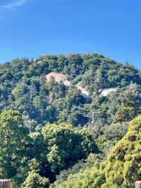 Sky-High Stroll in Miyajima