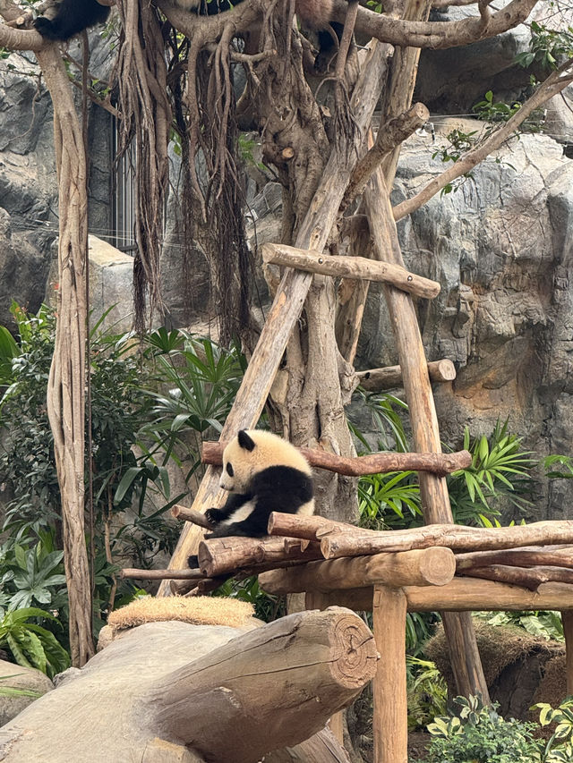 生日的海洋公園