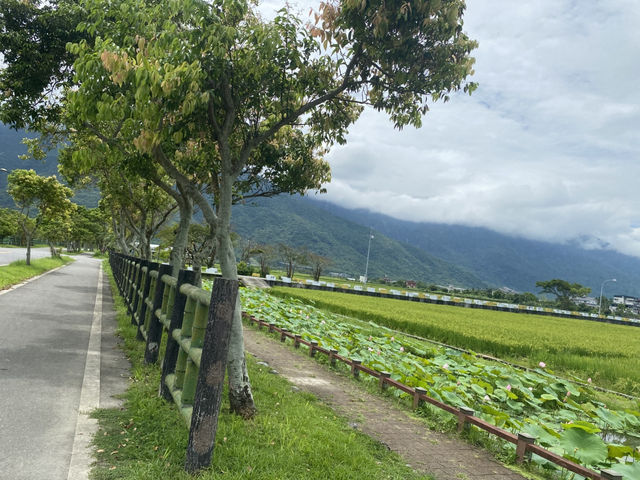 龍泉親水生態園區  新城 🪷荷花