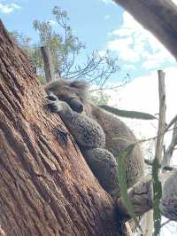 🐾 Warrnambool Wildlife Encounters: A Close-Up Australian Wildlife Experience  