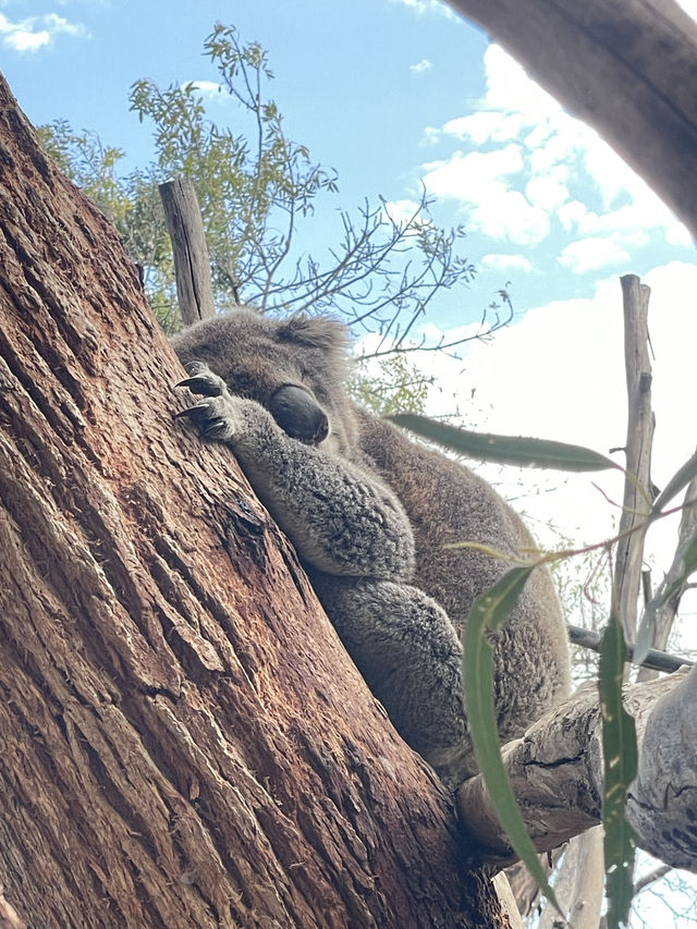 🐾 Warrnambool Wildlife Encounters: A Close-Up Australian Wildlife Experience  