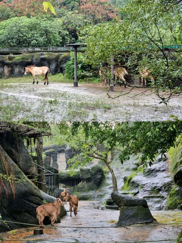 🌟 A Wonderful Day at Taipei Zoo