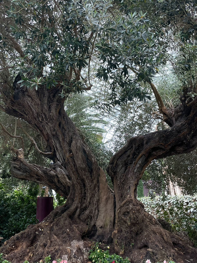 🌳 미래 속 정원, 싱가포르 가든스 바이 더 베이 🌿🌟