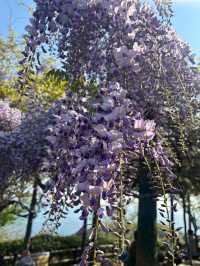 【須磨浦山上遊園で楽しむ藤の花と絶景🌸✨】