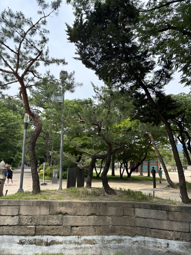 예약없이 야경 구경 가능한 덕수궁😍